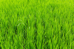 绿稻田