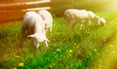 小羊羔在美丽的绿草地上吃蒲公英.