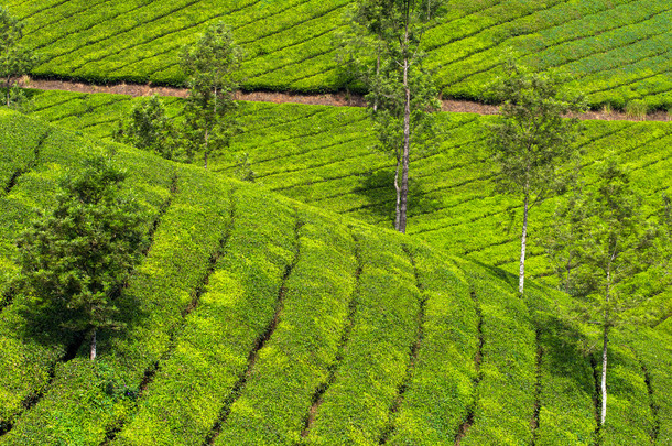 在新德里的茶叶种植园
