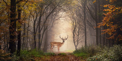 小鹿在一个梦幻般的森林场景