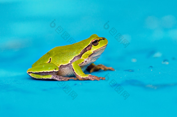 绿色的小青蛙的肖像