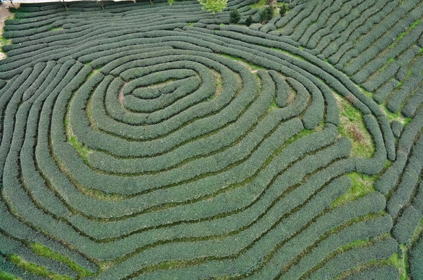 在山地茶园景观空中摄影