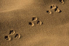动物跟踪的沙子，沙漠西撒哈拉摩洛哥