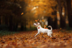 杰克罗素梗犬狗用树叶。金黄色和红色的颜色，在公园散步