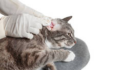 兽医照顾的清洗过程中手套之前生病耳只灰色的猫