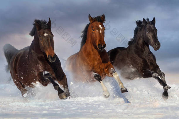 <strong>马群奔跑</strong>驰骋在雪冬场对美丽<strong>的</strong>天空