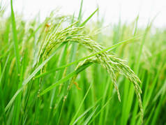 绿稻田背景.