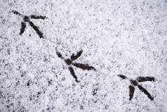 鸟儿在雪地上的脚印