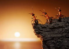 团队的蚂蚁在海上看日出或日落的岩石