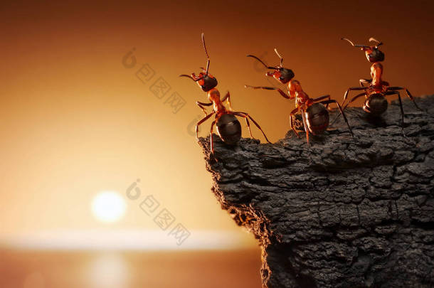 团队的蚂蚁在海上看日出或日落的岩石