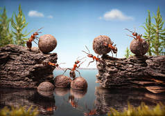 蚂蚁团队建设大坝，团队合作