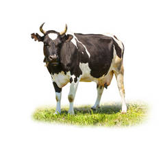 发现了黑色和白色的牛全长上白色孤立