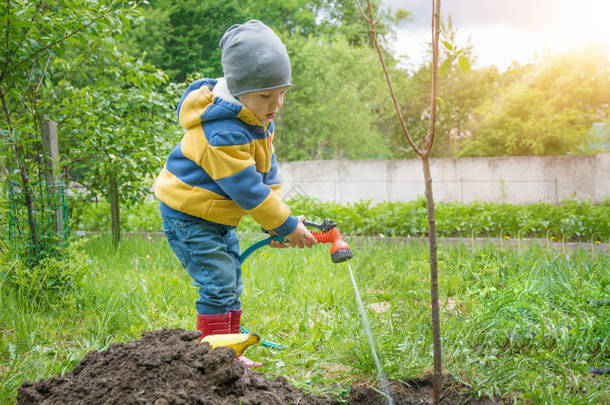 这个小男孩在花园里，浇树种植树苗从软管股,