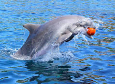 海豚的微笑和玩球