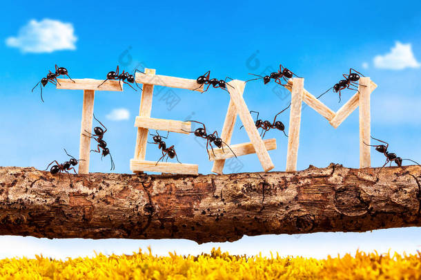蚂蚁搬运措辞团队，团队合作的概念