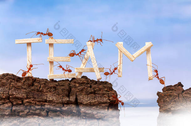 蚂蚁搬运措辞团队，团队合作的概念