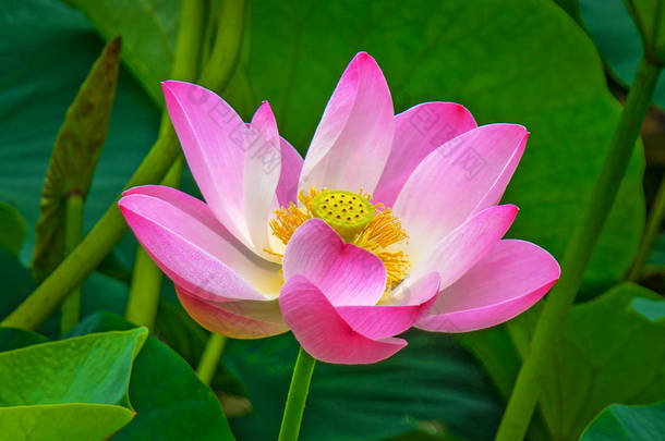 大型荷花。浮在湖中的荷花的明亮粉红色的花蕾.
