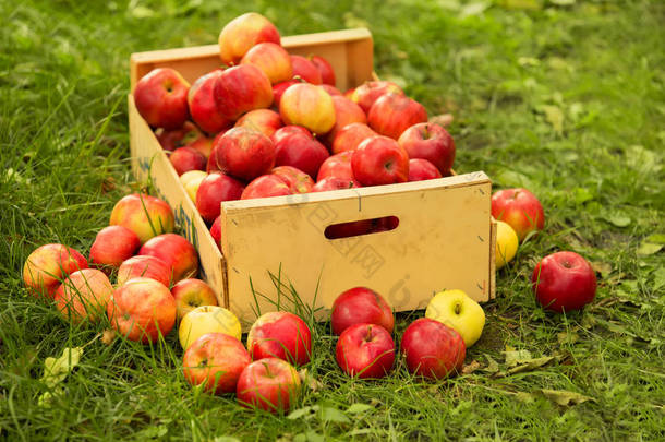 在木箱在草地上的照片<strong>新鲜</strong>采摘的<strong>红苹果</strong>
