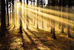清晨阳光明媚的森林。日出阳光照射自然背景 Autimn 季节性气氛概念.