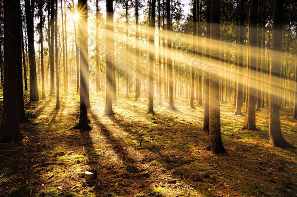 清晨阳光明媚的森林。日出阳光照射自然背景 Autimn 季节性气氛概念.