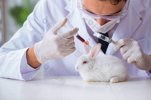 兽医在宠物医院检查兔子