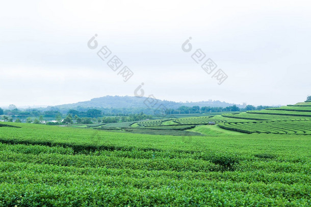 绿茶叶种植园景观