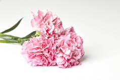 粉红色康乃馨花为母亲节在白色背景