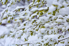 春季有大雪覆盖的枝叶特写