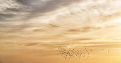 在晴朗的天空附近的日落鸟群
