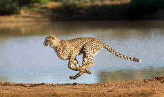 运行，(猎豹属产地)，南非的猎豹