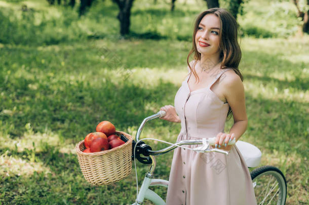 漂亮的微笑的女人在礼服持有复古自行车与柳条篮满是成熟的苹果在农村
