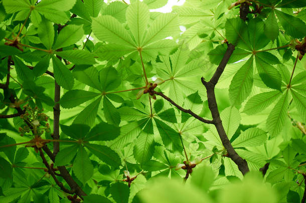 美丽<strong>板栗</strong>树与鲜绿叶的选择性聚焦