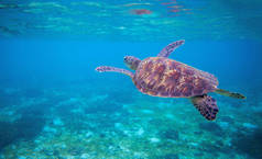 海龟在海水中。海上绿海龟特写。热带珊瑚礁野生动物。野生龟在水中。热带海岸边动物。海龟在蓝色的水。浮潜水下照片