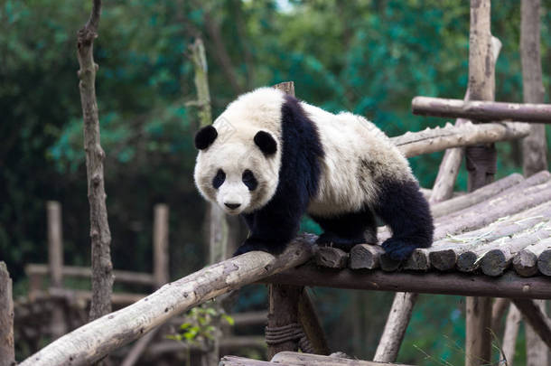 熊猫在<strong>成都市</strong>动物园