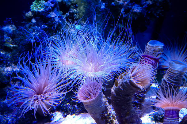 一组海洋随地吐痰的几种单珊瑚息肉