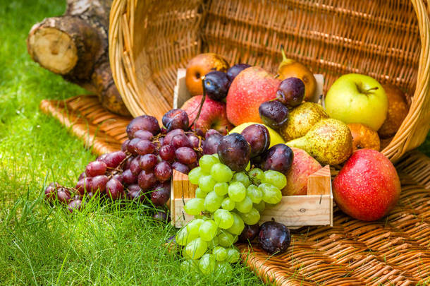 夏季末采摘水果-苹果, 梨, 李子和葡萄