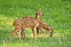 夏季开放草地上两只怀特泰尔鹿讨好的斑点
