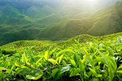 马来西亚金马伦高原茶园景观的壮丽景色.