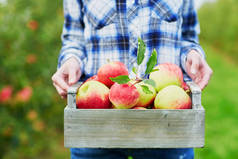 妇女采摘成熟有机苹果在木箱子在果园或在农场在秋天天