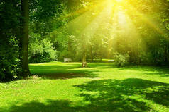 公园里阳光灿烂的一天.阳光照亮青草和树木.