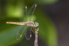 沟宝石蜻蜓-Brachythemis contaminata, 美丽的蓝色蜻蜓从斯里兰卡湖泊和河流.