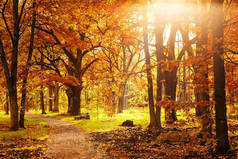 在秋天公园的老木长凳在五颜六色的秋天树下与金黄叶子。美丽的秋天背景.