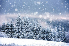 仙女的冬季景观与冷杉树和降雪。圣诞问候理念