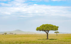 孤相思树在平原和萨凡纳的塞伦盖蒂, 马赛马拉和在肯尼亚和坦桑尼亚, 东非的火山口。非洲野生动物之旅