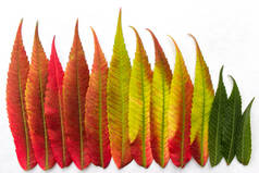 渐变的彩色叶子排列成一行。特写。秋叶着色。秋色-叶绿素、花青素和类胡萝卜素.