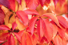 关闭美丽的红叶植物与红色叶子