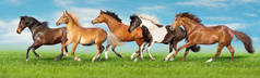马自由奔跑疾驰我绿色的领域与蓝天在后面