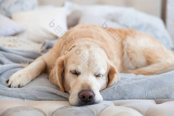 可爱的黄金寻回狗睡眠在浅粉面灰色白色斯堪的纳维亚纺织品装饰枕头现代床在房子或酒店。宠物护理友好的概念.