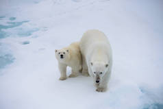 挪威斯瓦尔巴北极北部冰上的北极熊 (ursus maritimus) 母亲和幼崽