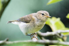 6月, 在北德文郡的一个分店上, 雪雀 (phylloscopus collybita).